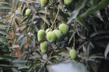 Green unripe mangoes hanging on tree, Mango cultivation and farming in rural area, Unripe sour mangoes hanging