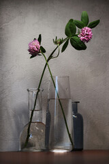 Red Clover flowers - 610866442