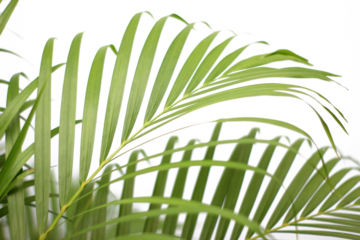 green tropical branch palm leaf with shadow on transparent background png file