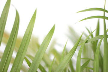 green tropical branch palm leaf with shadow on transparent background png file