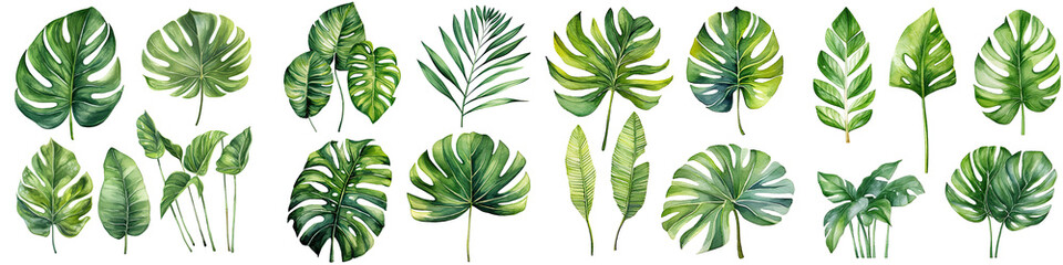 watercolor leaves set, watercolor botanical painting. Jungle illustrations, monstera and banana leaf. Tropical green plant , transparent background, PNG ,Generative AI