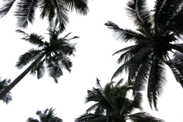 branch palm leaf trees on the cloud blue sky with beautiful sunset background