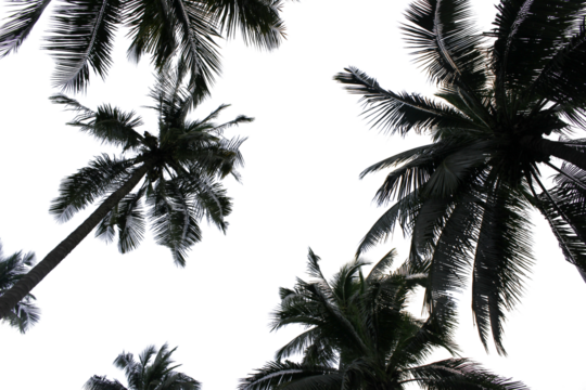 branch palm leaf trees on the cloud blue sky with beautiful sunset background