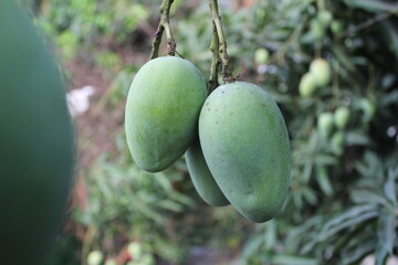 A bunch of green mangoes hanging on tree, Unripe green mangoes on garden, mango cultivation in...
