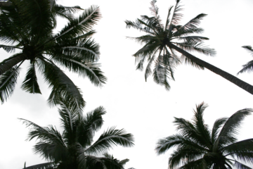 branch palm leaf trees on the cloud blue sky with beautiful sunset background