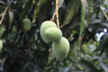 A bunch of green mangoes hanging on tree, Unripe green mangoes on garden, mango cultivation in rural villages