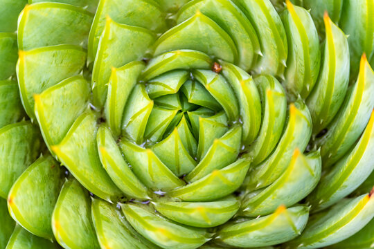 Close-up of Aloe polyphylla (Spiral Aloe) - Powered by Adobe