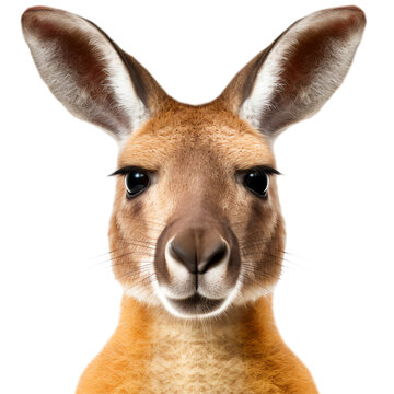 Kangaroo head isolated - Generative AI