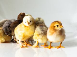 Small brown and yellow chickens get warm with space for text. Adorable little chicks for design decorative theme. Newborn poultry chicken beak on light background. Easter farm concept. Selective focus