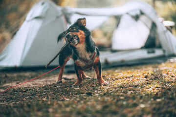 The happy dog playing in the morning during a camping trip in the forest on holiday. Vocation and travel concept.