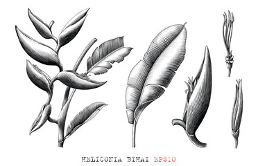 Heliconia bihai botanical hand draw vintage engraving style black and white clip art - 610867836