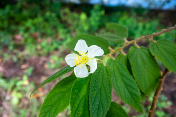 Whispers of Serenity: A mesmerizing closeup capturing the ethereal allure of white Muntingia calabura flowers, delicate and pure, inviting tranquility and serenity