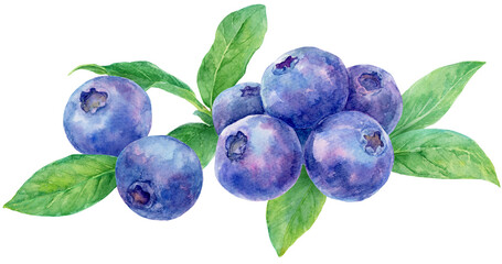 ブルーベリーの水彩画イラスト　ブルーベリーの実と葉　横並び © 中沢アサカ /Aasaka Y