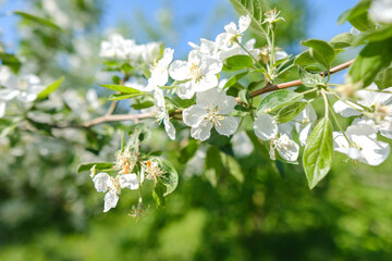 Blossoming apple tree background