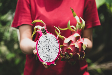 Half dragon fruit holding by woman hand, Tropical fruit in summer season