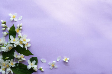 Fototapeta na wymiar Composition, frame corner folded from jasmine flowers. Purple background and place for text. Jasmine flowers pattern top view, flat lay, copy space for text. Banner.