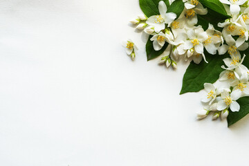 Composition, frame corner folded from jasmine flowers. White background and place for text. Jasmine flowers pattern top view, flat lay, copy space for text. Banner.