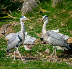 Two Grey Herons in the park