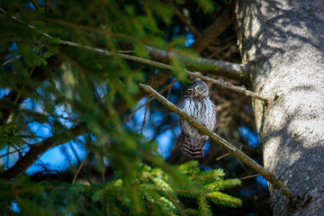 dragonfly on a tree