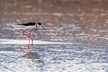 stork on the beach