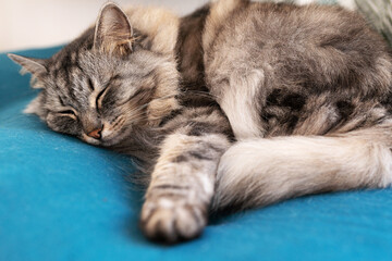 Naklejka na ściany i meble Sleeping gray fluffy tabby cat on soft pet pillow
