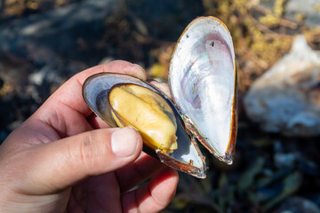 Cholga (mejillón) cocinada al vapor en cocción tradicional curanto. Al sur de Chile.