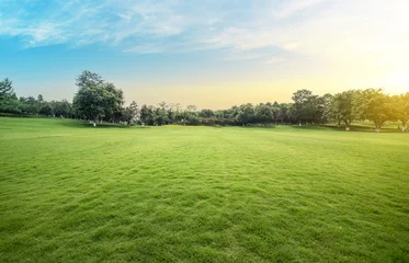 Fotobehang Green lawn in urban public park © Channa