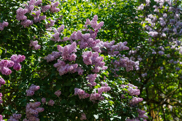 Obraz premium Beautiful lilac blooming on a lilac bush in the garden