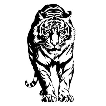tiger animal images