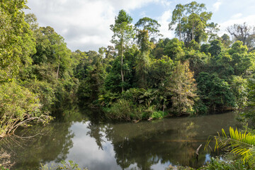 Fototapeta na wymiar View on the vegetation and a lake in Khao Yai National Park, Thailand