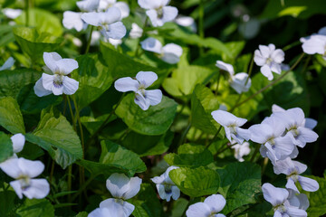 White flowers of Viola papilionacea Alba in garden