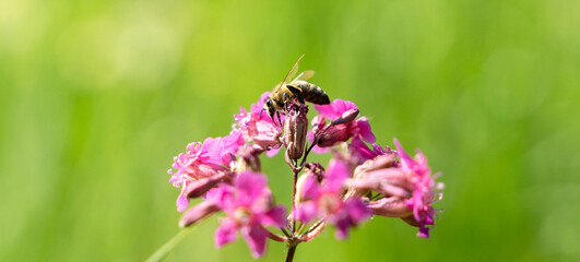 Bee and flower. Close up of a large striped bee collects honey on a yellow flower on a Sunny bright day. Macro horizontal photography. Summer and spring backgrounds