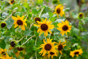 Beautiful yellow marigolds are blooming.