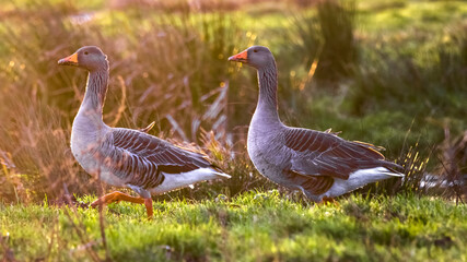 two greylag geese on the meadow with morning light glow
