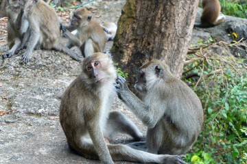 Monkeys looking at lices / bugs on each other, in Krabi, Thailand