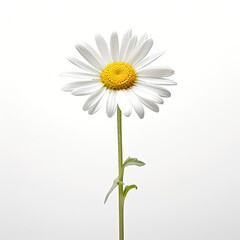 Naklejka premium A daisy flower