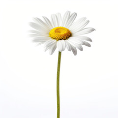 A daisy flower