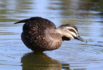 Pacific black duck bird scratching its head with its foot