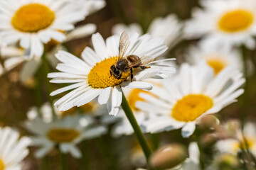 Eine Biene sucht Nektar auf einer Margaritenblüte © biggi62