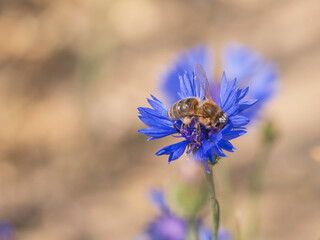 Eine Biene ist voller Blütenstaub auf einer blauen Kornblumenblüte