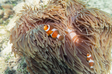 Fototapeta na wymiar Clownfish swimming in coral reef