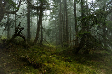 Mystischer Bergfichtenwald bei Nebel im Riesengebirge 13
