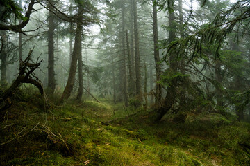 Mystischer Bergfichtenwald bei Nebel im Riesengebirge 12