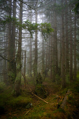 Mystischer Bergfichtenwald bei Nebel im Riesengebirge 11