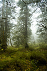 Fototapeta na wymiar Mystischer Bergfichtenwald bei Nebel im Riesengebirge 8