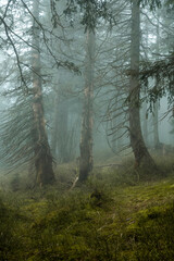 Mystischer Bergfichtenwald bei Nebel im Riesengebirge 3