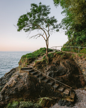 Babbacombe Beach Tree