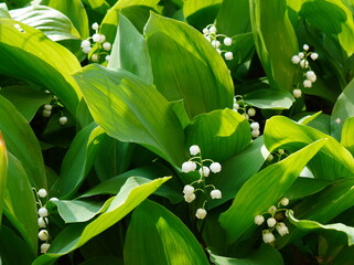 Natural background of lily of the valley fresh delicate white flowers and green leaves in the garden in the sunlight in spring 