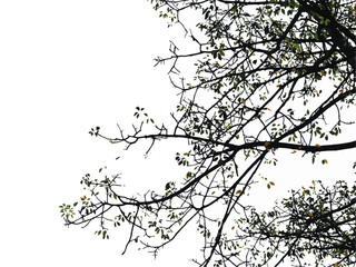 silhouette of a tree. branches of a tree. branches silhouette