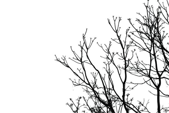 silhouette of a tree. branches of a tree. branches silhouette
